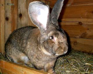 фото: Порода кроликов Фландр