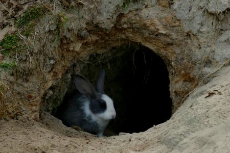 фото: Разведение кроликов в норах