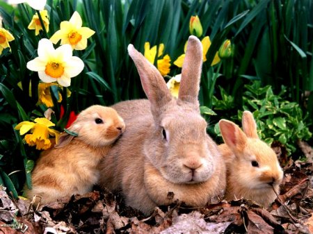 фото: Выращивание молодняка кроликов