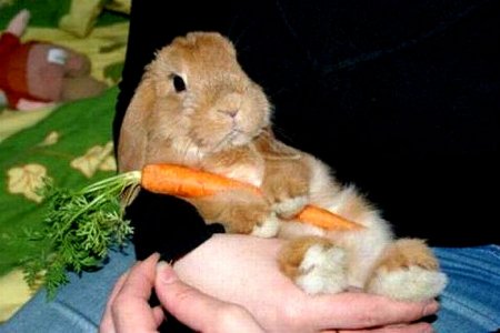 фото: Корм для кроликов