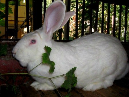 фото: Кролики породы Белый Великан