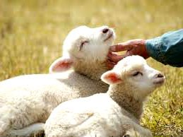 фото: Рацион кормления овец в домашних условиях