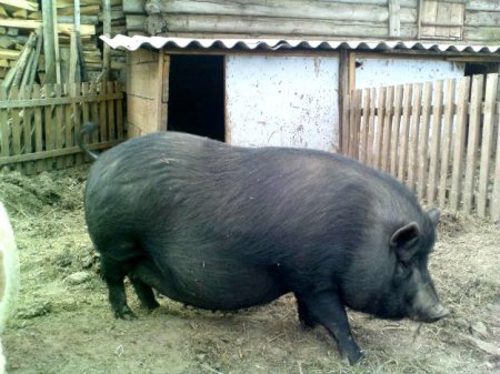 Домашнее разведение вьетнамских свиней