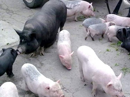 Вьетнамская вислобрюхая порода свиней
