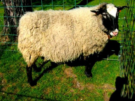 фото: Домашнее разведение романовской овцы
