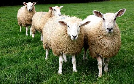 фото: Овцеводство как бизнес