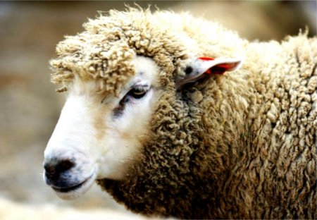 фото: Случка овец