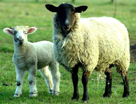 фото: Овцы романовской породы