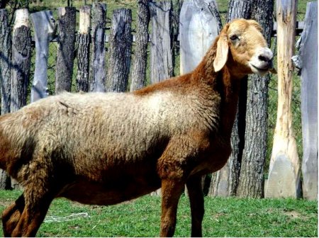 фото: Эдильбаевская порода овец