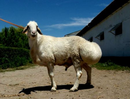 фото: Гиссарская порода овец
