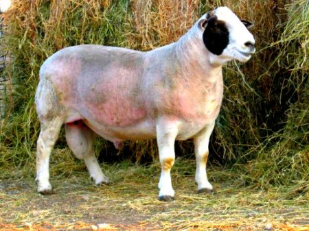 фото: Порода овец дорпер