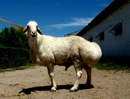 фото: Курдючная порода овец