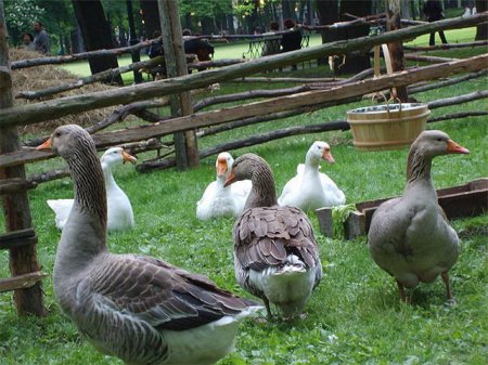 фото: Домашнее разведение гусей