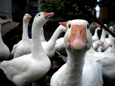 фото: Бизнес план на разведение гусей