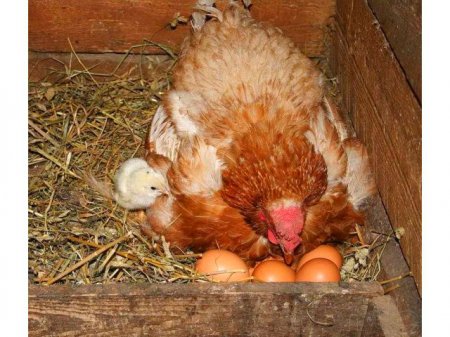 фото: Высиживание яиц