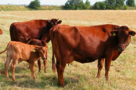 ������ ������� ������