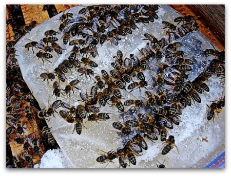 фото: Кормление пчёл зимой и весной