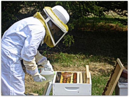 фото: Подкормка пчёл осенью