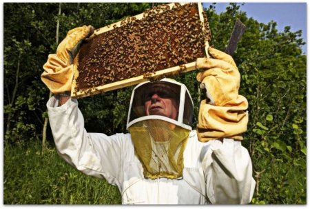 фото: Основные правила содержания пчел