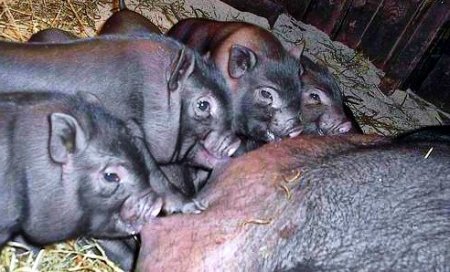 Опорос вьетнамских свиней