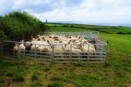 Как построить загон для овец