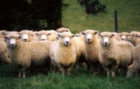 фото: Куйбышевская порода овец